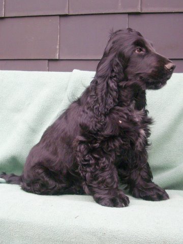Campino
