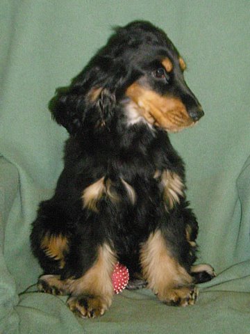 Bonita