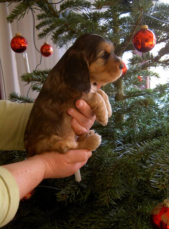 Frohe Weihnachten!
