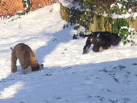 Im Schnee